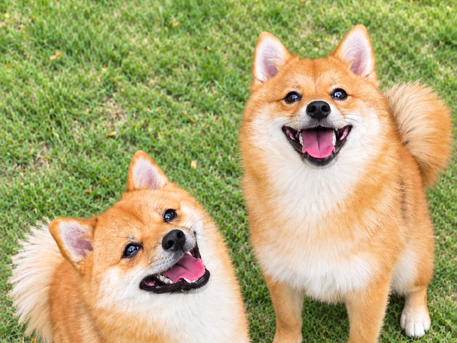 芝生のくぅちゃんとはるくん